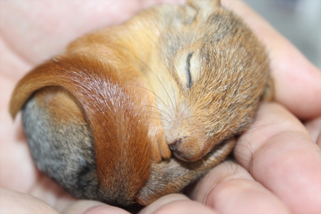 Koruma altına alınan 3 yavru sincap şırıngayla besleniyor